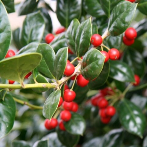 Ilex aquifolium "Nellie Stevens" (Agrifoglio) [Vaso 18cm]