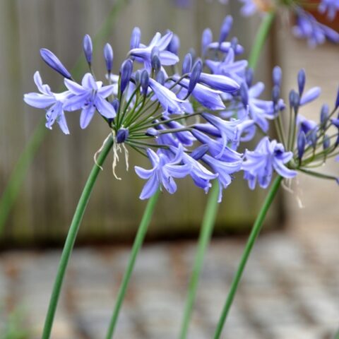 Agapanthus "Amourette" (Agapanto) [Vaso 17cm]