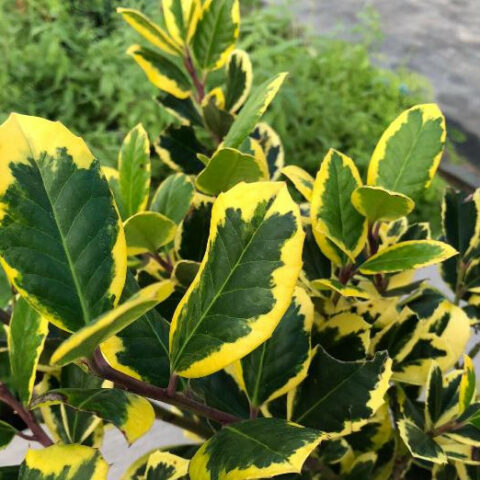 Ilex altaclerensis "Golden King" (Agrifoglio)