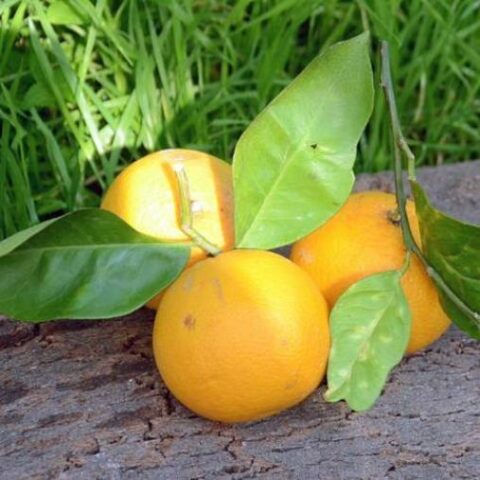 Arancio Vaniglia [Vaso 20cm]