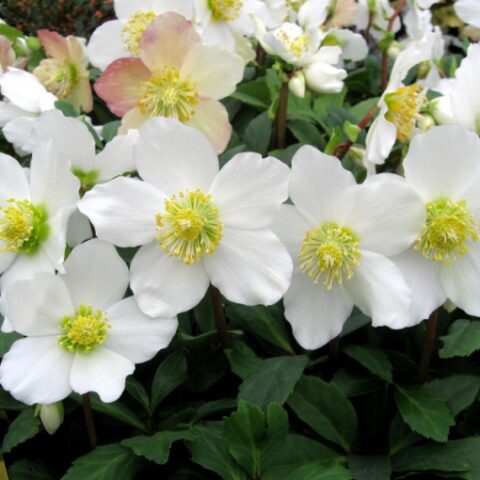 Helleborus niger "HGC Jacob" (Rosa di Natale) [Vaso 14cm]