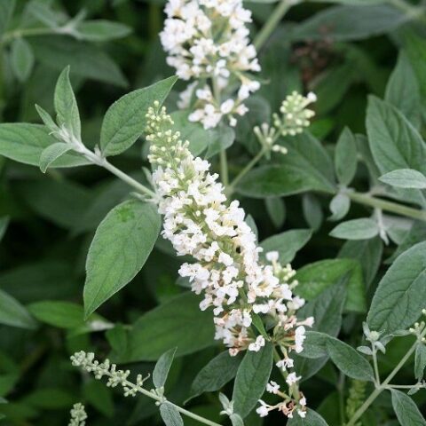 Buddleja davidii "White Chip" [Vaso 18cm]
