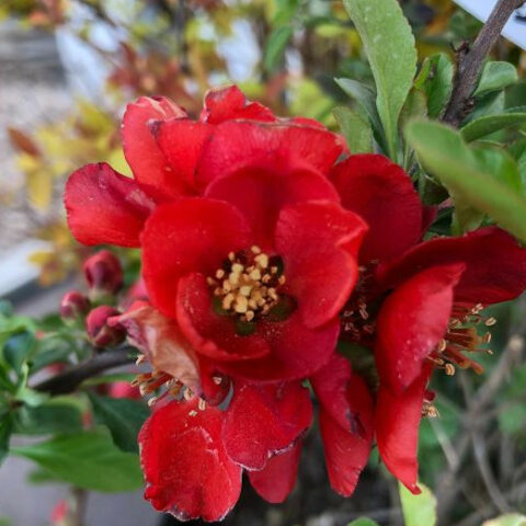 Chaenomeles japonica "Cido Red" [Vaso 18cm]