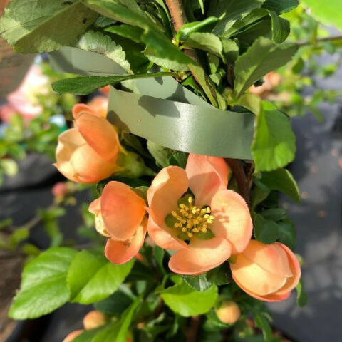 Chaenomeles japonica "Cido" [Vaso 18cm]