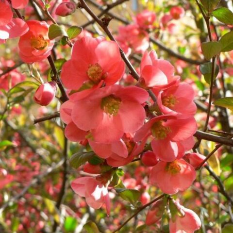 Chaenomeles speciosa "Falconnet Charlet" [Vaso 18cm]
