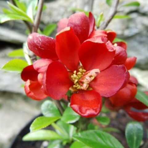 Chaenomeles speciosa "Hot Fire" [Vaso 19cm]