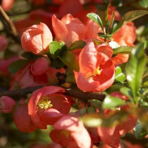 Chaenomeles x superba "Salmon Horizon" [Vaso 18cm]