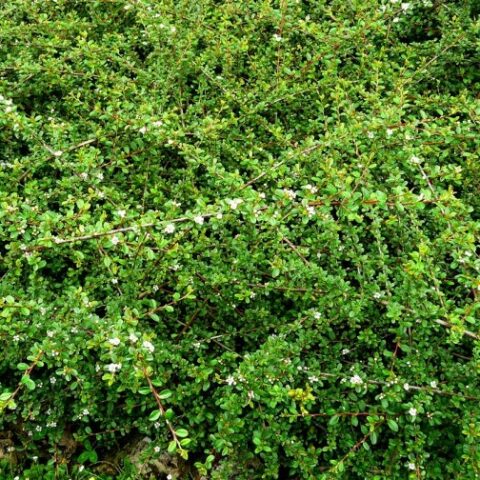Cotoneaster "Frieders Evergreen" [Vaso 18cm]