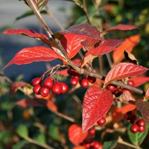 Cotoneaster bullatus [Vaso 18cm]