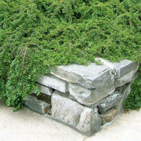 Cotoneaster dammeri "Royal Carpet" [Vaso 18cm]