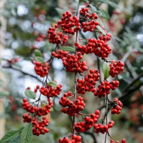 Cotoneaster frigidus "Cornubia" [Vaso 18cm]