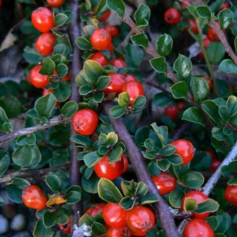 Cotoneaster praecox "Boer" [Vaso 18cm]