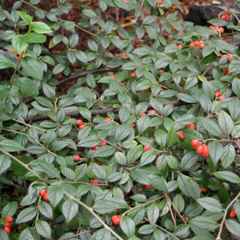 Cotoneaster radicans "Rami" [Vaso 18cm]