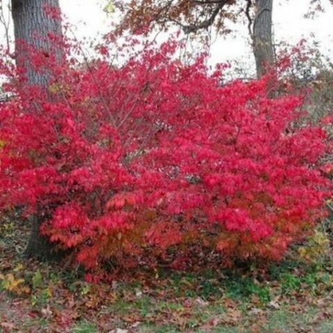 Euonymus alatus "Chicago Fire" (Evonimo) [Vaso 18cm]