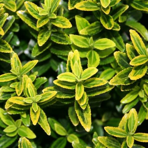 Euonymus japonicus "Microphyllus Aureovariegatus" (Evonimo del Giappone) [Vaso 18cm]