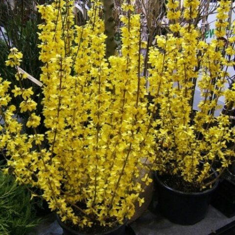 Forsythia x intermedia "Goldrausch" [Vaso 24cm]