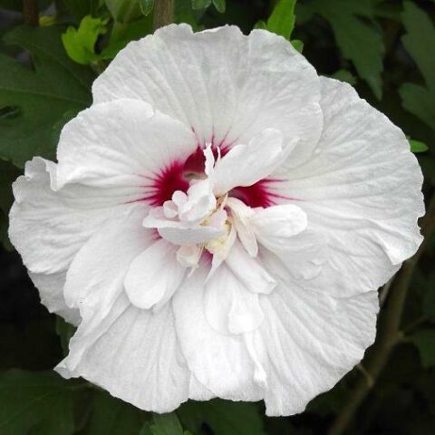 Hibiscus syriacus "China Chiffon" (Ibisco) [Vaso 20cm]