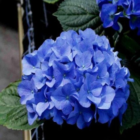 Hydrangea macrophylla "Adria" (Ortensia) [Vaso 17cm]