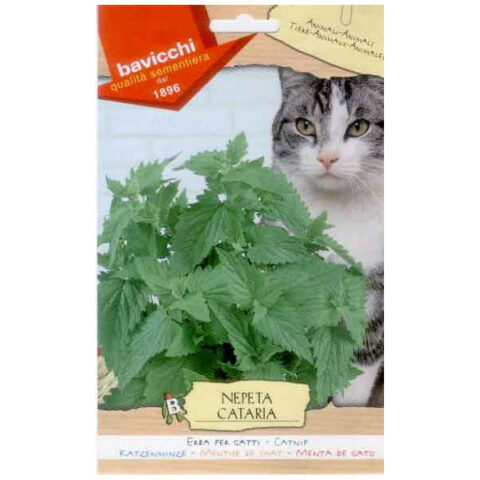 Erba Gatta (Nepeta cataria) - PER GATTI (Semente)