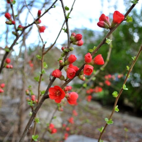 Chaenomeles japonica "Pretty Orange" [Vaso 24cm]