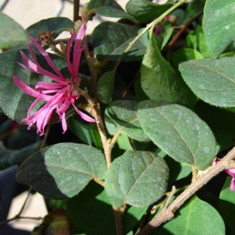 Loropetalum chinense "Blush" [Vaso 18cm]