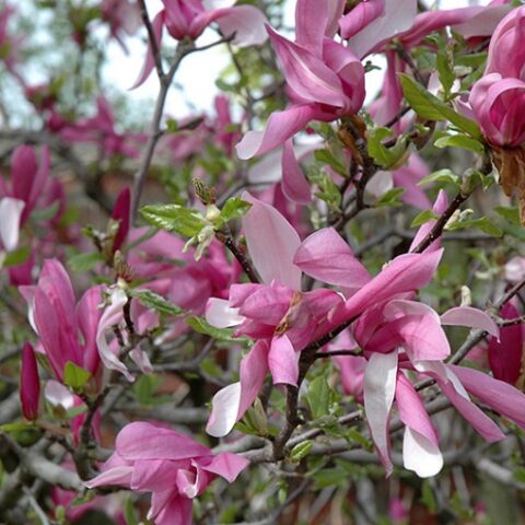 Magnolia liliiflora "Betty" [Vaso 27cm]