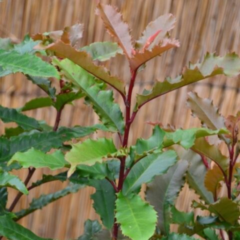Photinia serratifolia "Crunchy"