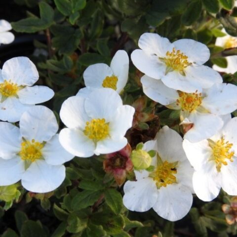 Potentilla fruticosa "Manchu" [Vaso 18cm]