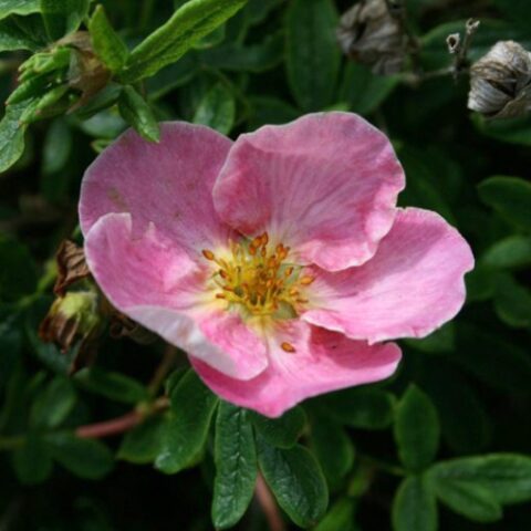 Potentilla fruticosa "New Dawn" [Vaso 18cm]