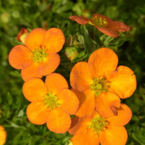 Potentilla fruticosa "Orange Star" [Vaso 18cm]