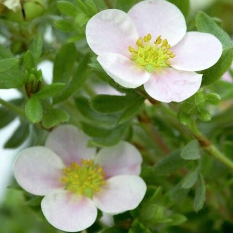 Potentilla fruticosa "Pretty Polly" [Vaso 18cm]