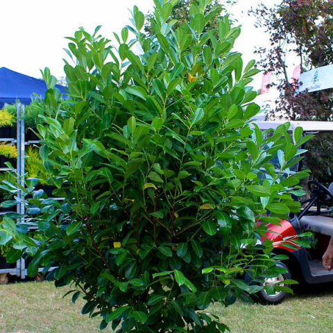 Prunus laurocerasus "Greentorch" (Lauro)