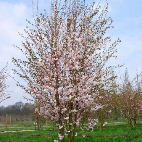 Prunus x subhirtella "Fukubana" (Ciliegio da fiore) [Vaso 24cm]