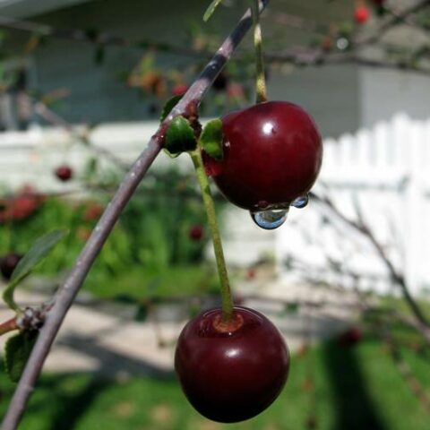 Prunus x "Carmine Jewel" (Ciliegio) [Vaso 18cm]