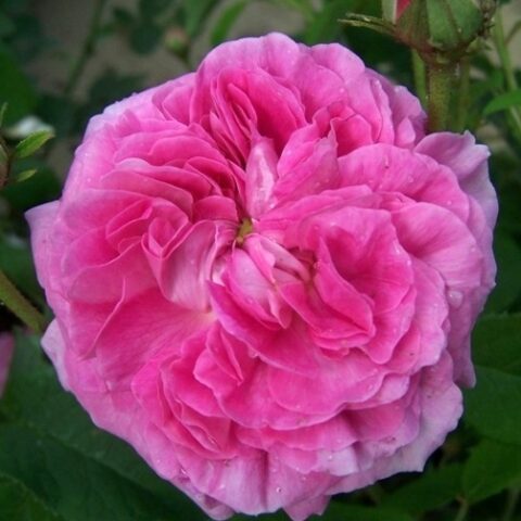 Duchesse de Berry [Vaso 11x11cm]