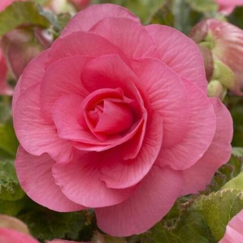 Begonia grandiflora Pink [Vaso 8cm]