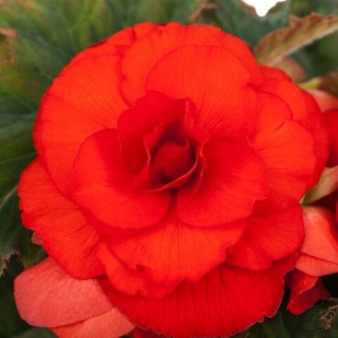 Begonia grandiflora Red [Vaso 8cm]