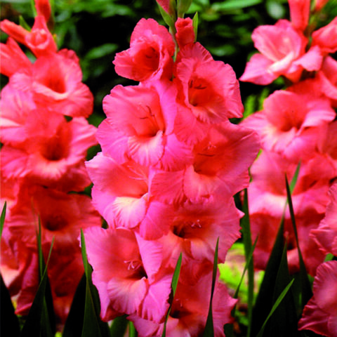 Gladiolus Spic And Span (5 BULBI)