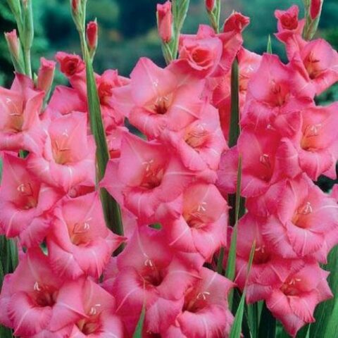 Gladiolus Applause (5 BULBI)