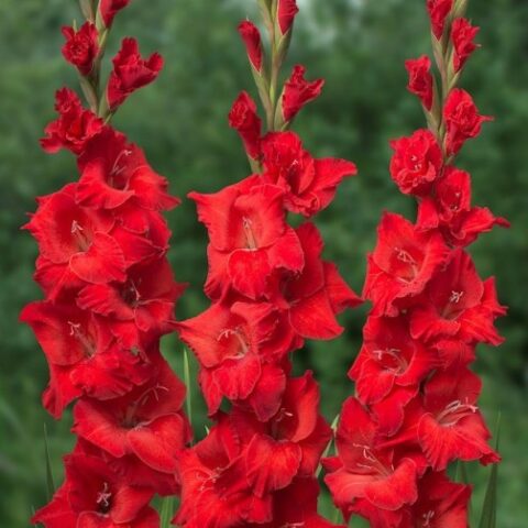 Gladiolus Hunting Song (10 BULBI)