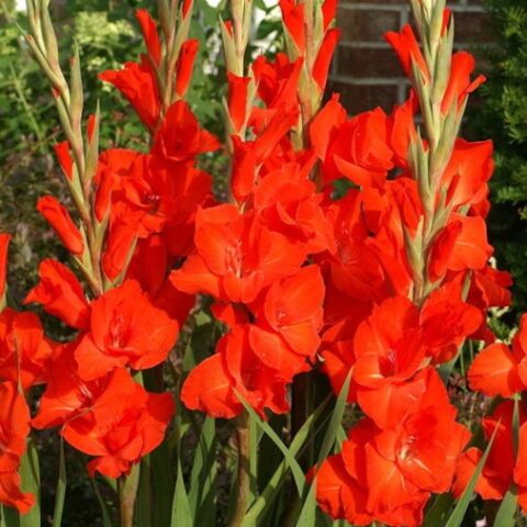 Gladiolus Victor Borge (5 BULBI)