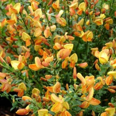 Cytisus x praecox "Apricot Gem" (Ginestra) [Vaso 14cm]