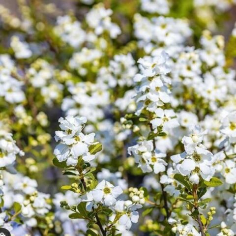Exochorda racemosa "Magical Springtime" [Vaso 21cm]