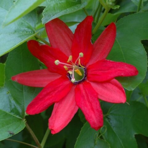 Passiflora manicata (Maracuja o Frutto della Passione) [Vaso 15cm]