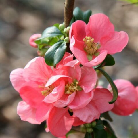 Chaenomeles x superba "Pink Trail" [Vaso 17cm]