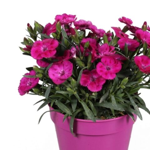 Dianthus "Violetta" [Vaso 8/10cm]