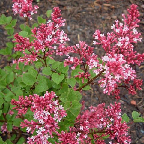 Syringa meyeri "Jose" (Lill) [Vaso 9 Litri]