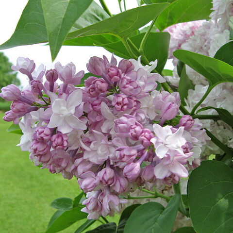 Syringa vulgaris "Beauty of Moscow" (Lill) [Vaso 11 litri]
