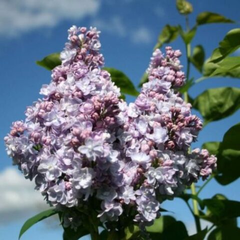 Syringa vulgaris "Michel Buchner" (Lill) [Vaso 24cm]