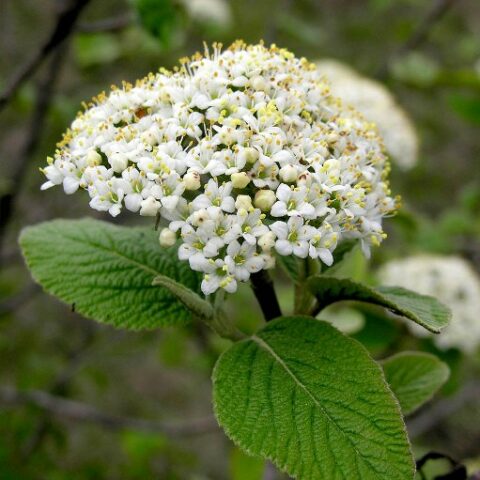 Viburnum lantana (Viburno) [Vaso 18cm]